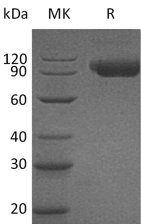 BL-0022NP: Greater than 95% as determined by reducing SDS-PAGE. (QC verified)