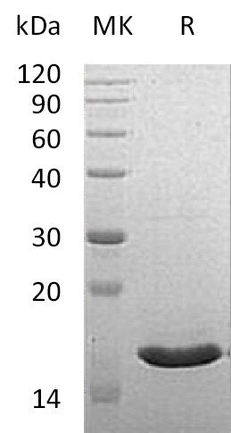 BL-0610NP: Greater than 90% as determined by reducing SDS-PAGE. (QC verified)