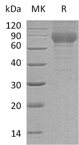 BL-0618NP: Greater than 95% as determined by reducing SDS-PAGE. (QC verified)