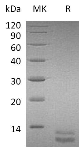 BL-0616NP: Greater than 95% as determined by reducing SDS-PAGE. (QC verified)