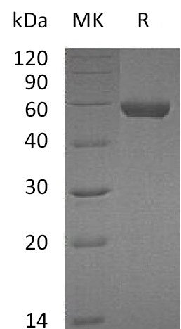 BL-0611NP: Greater than 95% as determined by reducing SDS-PAGE. (QC verified)