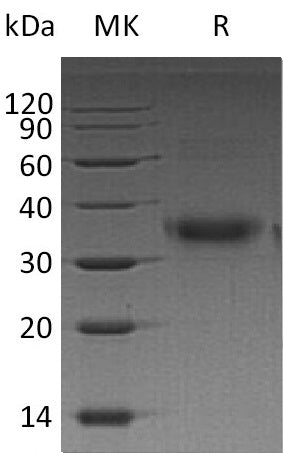 BL-0614NP: Greater than 95% as determined by reducing SDS-PAGE. (QC verified)