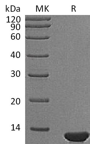 BL-1697NP: Greater than 95% as determined by reducing SDS-PAGE. (QC verified)