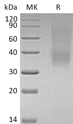 BL-0617NP: Greater than 95% as determined by reducing SDS-PAGE. (QC verified)