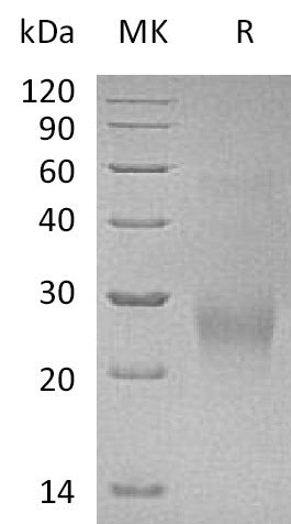 BL-0615NP: Greater than 95% as determined by reducing SDS-PAGE. (QC verified)