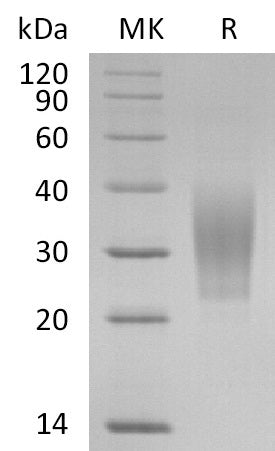 BL-0624NP: Greater than 95% as determined by reducing SDS-PAGE. (QC verified)