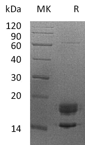 BL-0622NP: Greater than 95% as determined by reducing SDS-PAGE. (QC verified)