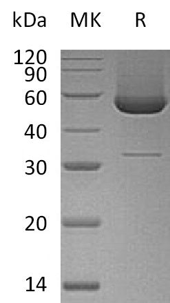 BL-0621NP: Greater than 90% as determined by reducing SDS-PAGE. (QC verified)