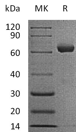 BL-0025NP: Greater than 95% as determined by reducing SDS-PAGE. (QC verified)