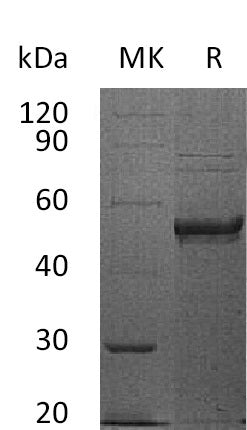 BL-0024NP: Greater than 95% as determined by reducing SDS-PAGE. (QC verified)