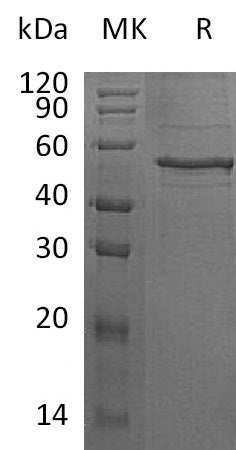 BL-1834NP: Greater than 70% as determined by reducing SDS-PAGE. (QC verified)