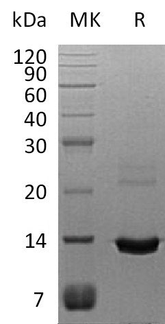 BL-0620NP: Greater than 95% as determined by reducing SDS-PAGE. (QC verified)