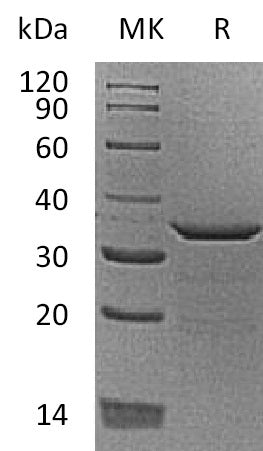 BL-0625NP: Greater than 95% as determined by reducing SDS-PAGE. (QC verified)