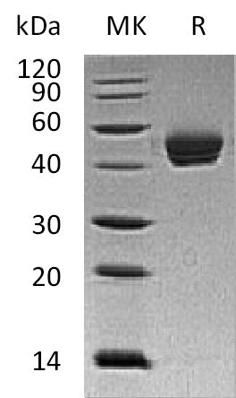 BL-0626NP: Greater than 95% as determined by reducing SDS-PAGE. (QC verified)