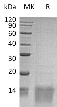 BL-1835NP: Greater than 95% as determined by reducing SDS-PAGE. (QC verified)