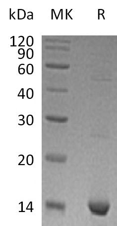 BL-1833NP: Greater than 95% as determined by reducing SDS-PAGE. (QC verified)