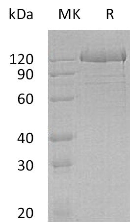 BL-0628NP: Greater than 95% as determined by reducing SDS-PAGE. (QC verified)