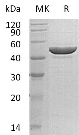 BL-0627NP: Greater than 95% as determined by reducing SDS-PAGE. (QC verified)