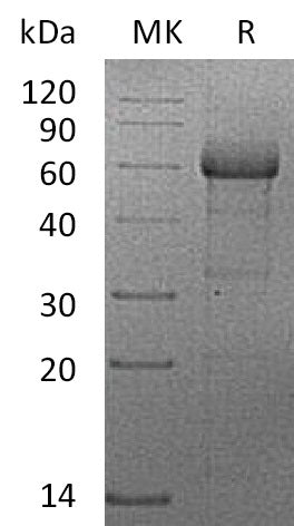 BL-2012NP: Greater than 95% as determined by reducing SDS-PAGE. (QC verified)