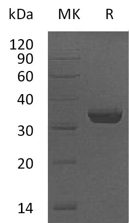 BL-0629NP: Greater than 95% as determined by reducing SDS-PAGE. (QC verified)