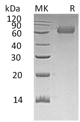 BL-0758NP: Greater than 95% as determined by reducing SDS-PAGE. (QC verified)