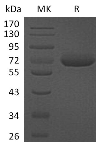 BL-0760NP: Greater than 95% as determined by reducing SDS-PAGE. (QC verified)