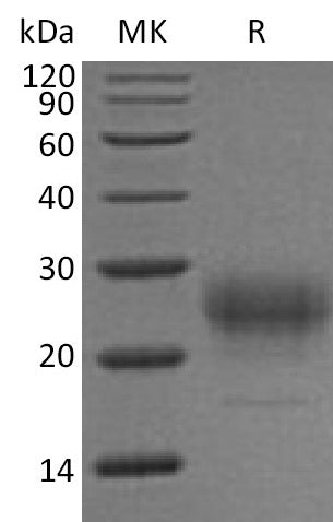 BL-1675NP: Greater than 95% as determined by SEC-HPLC. (Regularly tested)