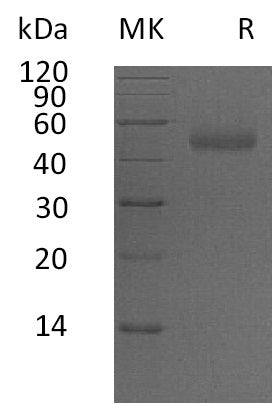 BL-0755NP: Greater than 95% as determined by reducing SDS-PAGE. (QC verified)