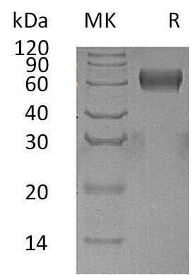 BL-0756NP: Greater than 95% as determined by reducing SDS-PAGE. (QC verified)