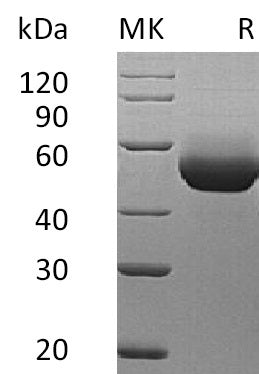 BL-1238NP: Greater than 95% as determined by reducing SDS-PAGE. (QC verified)