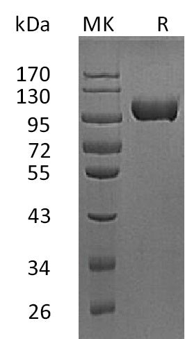 BL-2050NP: Greater than 95% as determined by reducing SDS-PAGE. (QC verified)