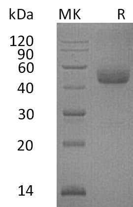 BL-0045NP: Greater than 95% as determined by reducing SDS-PAGE. (QC verified)