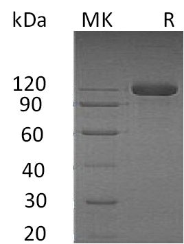 BL-0748NP: Greater than 95% as determined by reducing SDS-PAGE. (QC verified)