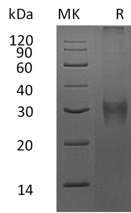 BL-1847NP: Greater than 80% as determined by reducing SDS-PAGE. (QC verified)