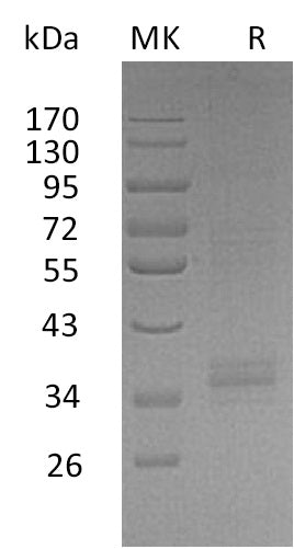 BL-0046NP: Greater than 90% as determined by reducing SDS-PAGE. (QC verified)