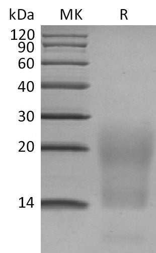 BL-0743NP: Greater than 95% as determined by reducing SDS-PAGE. (QC verified)