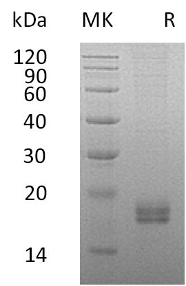 BL-0750NP: Greater than 95% as determined by reducing SDS-PAGE. (QC verified)