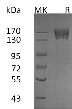 BL-0752NP: Greater than 95% as determined by reducing SDS-PAGE. (QC verified)