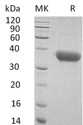 BL-0751NP: Greater than 95% as determined by reducing SDS-PAGE. (QC verified)