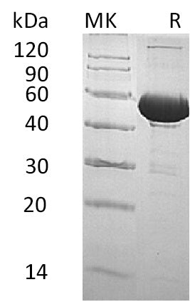 BL-0754NP: Greater than 95% as determined by reducing SDS-PAGE. (QC verified)