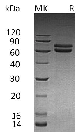 BL-0049NP: Greater than 95% as determined by reducing SDS-PAGE. (QC verified)