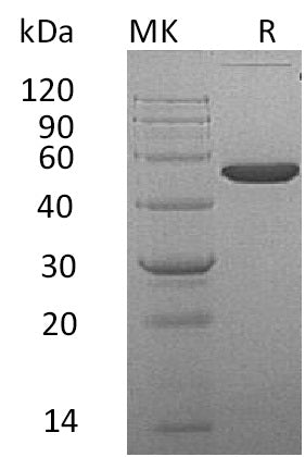 BL-0048NP: Greater than 95% as determined by reducing SDS-PAGE. (QC verified)