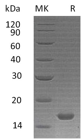 BL-2028NP: Greater than 95% as determined by reducing SDS-PAGE. (QC verified)