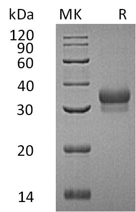 BL-0753NP: Greater than 95% as determined by reducing SDS-PAGE. (QC verified)