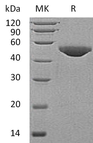 BL-0659NP: Greater than 95% as determined by reducing SDS-PAGE. (QC verified)