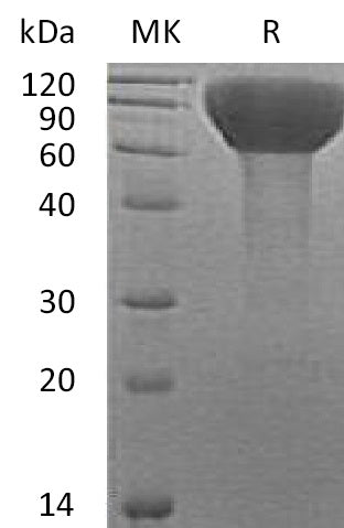 BL-0662NP: Greater than 95% as determined by reducing SDS-PAGE. (QC verified)