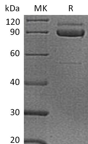 BL-0660NP: Greater than 90% as determined by reducing SDS-PAGE. (QC verified)