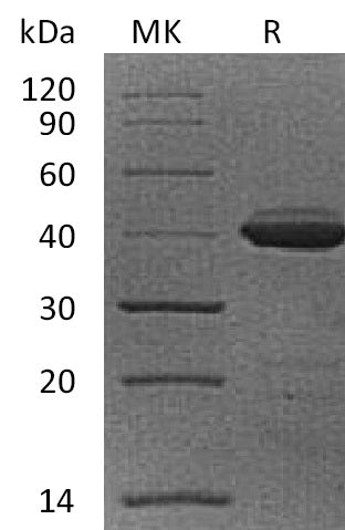 BL-0221NP: Greater than 95% as determined by reducing SDS-PAGE. (QC verified)