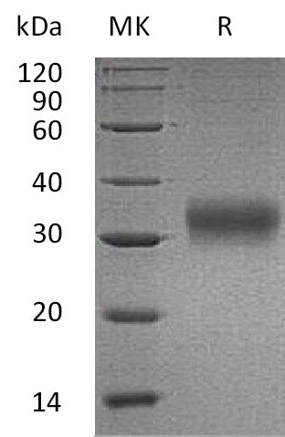 BL-0658NP: Greater than 95% as determined by reducing SDS-PAGE. (QC verified)