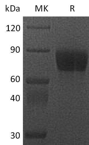 BL-2247NP: Greater than 95% as determined by reducing SDS-PAGE. (QC verified)